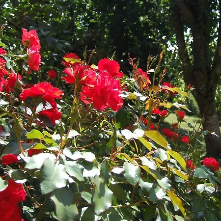 L'oustal Occitan à Saint-juéry * Saint-Juéry
